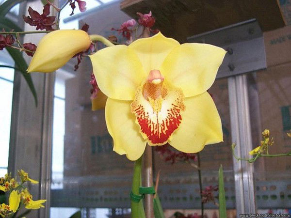 Шолпан Елеуова