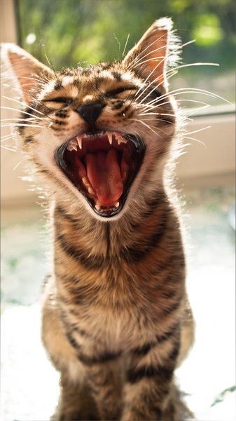 Олег Белокрылов