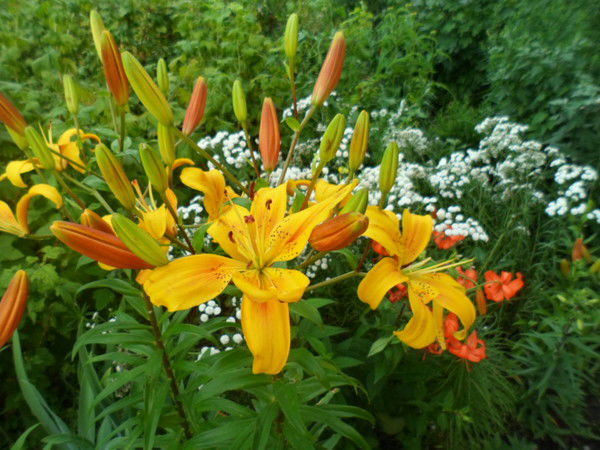 Капи Капитан