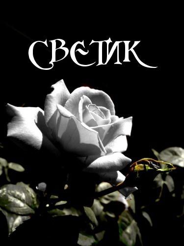 Светлана Новикова