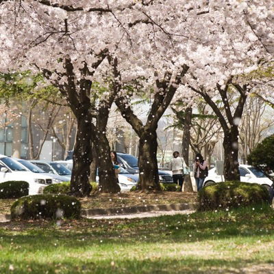 Александра Ракицкая