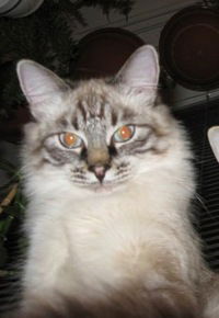 Любава Жеткова