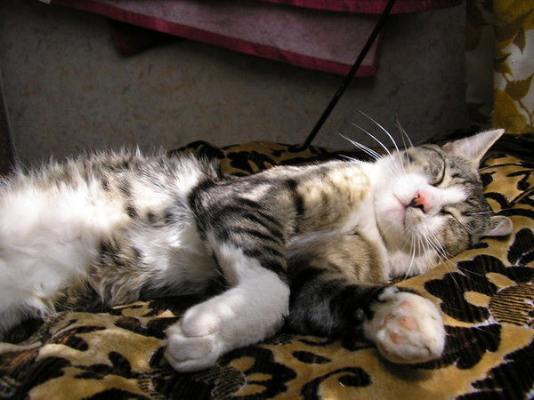 Василий Петриков