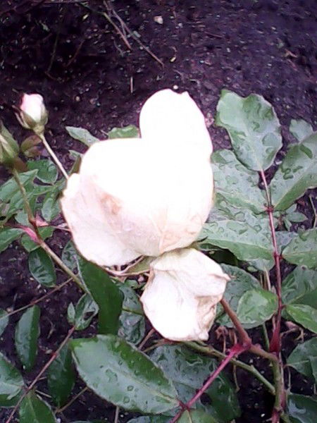 Марина Ивановна