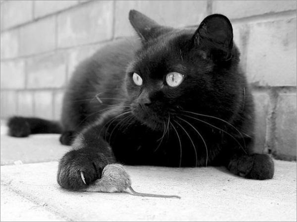 Котяра Котяра