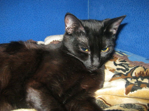 Александр Доронин