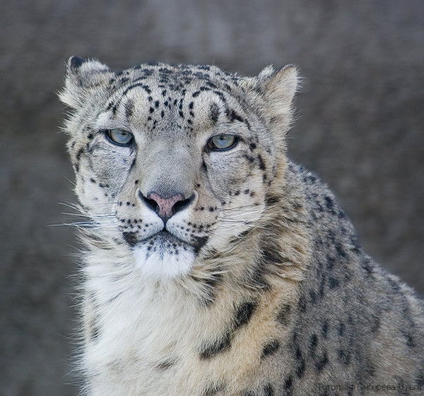 Данил Тарасов