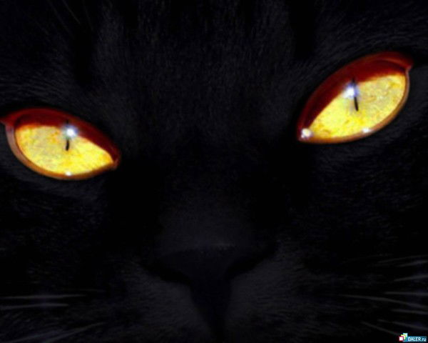 Елена Шанина