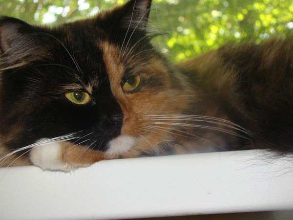 Лариса Тихомирова