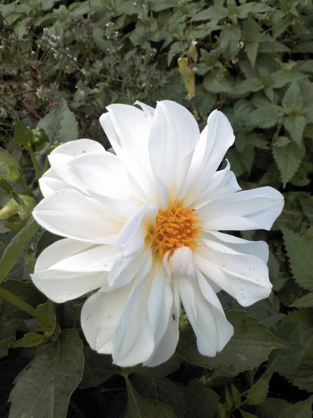 Регина Вахитова