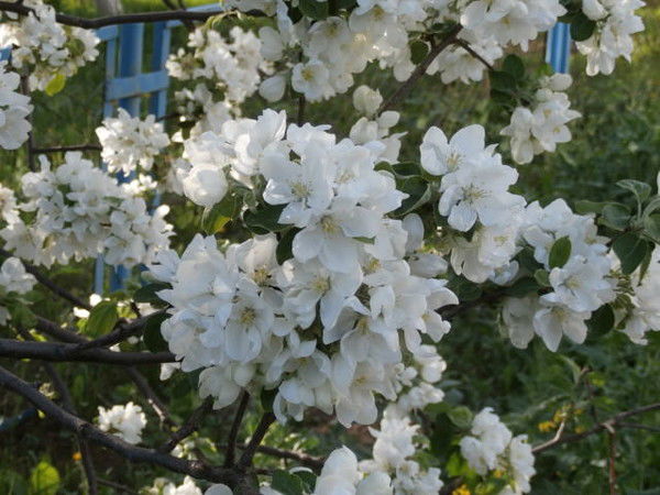 Нина Погребнова