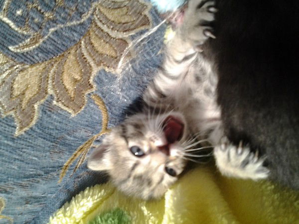 (Тома) ***кенжигулова***