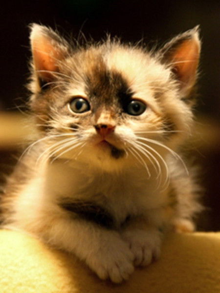 Анюта Криворучкина