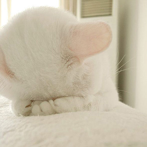 Анастасия Богданова