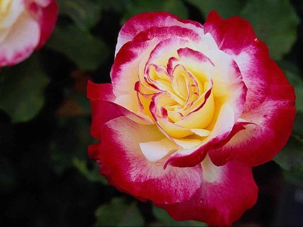 Айгуль Газиева