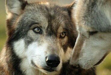 Анжелика Волошенко