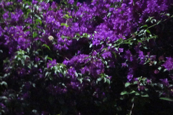 Ольга Истомина