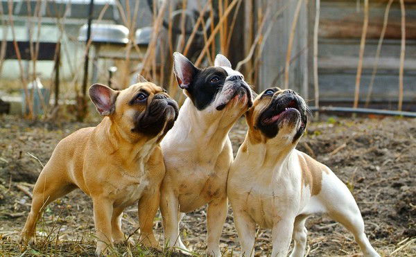 Ирина Руфанова