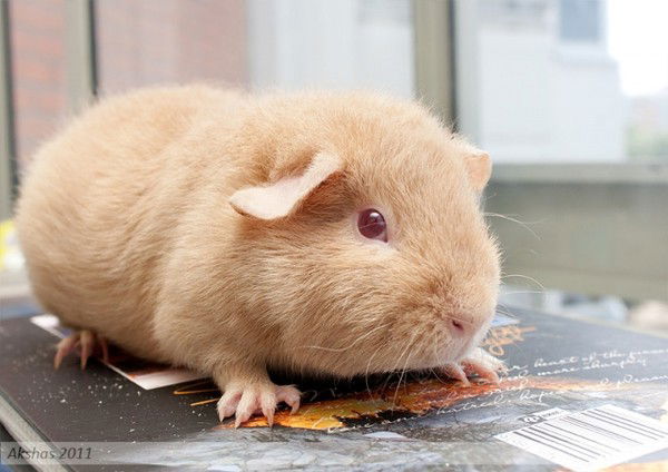 *** Всё_Будет Coca-Cola ***