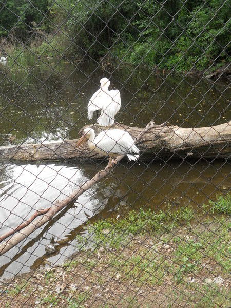 Ангелина Кабжицкая