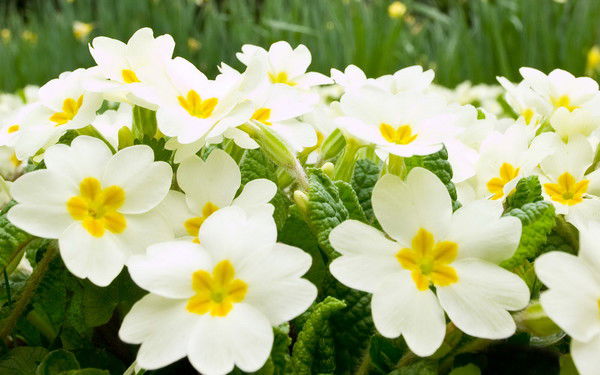 Екатеринбург Пехотинцев, 5