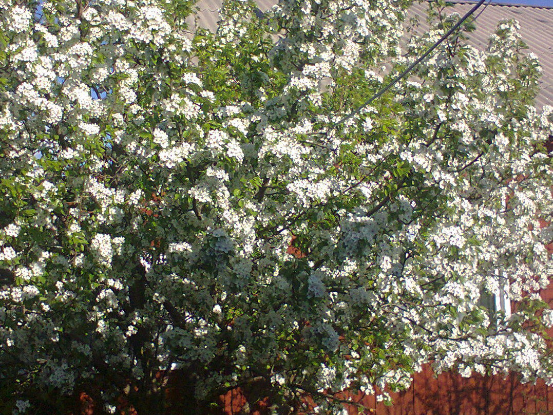 Дмитрий Дубовик