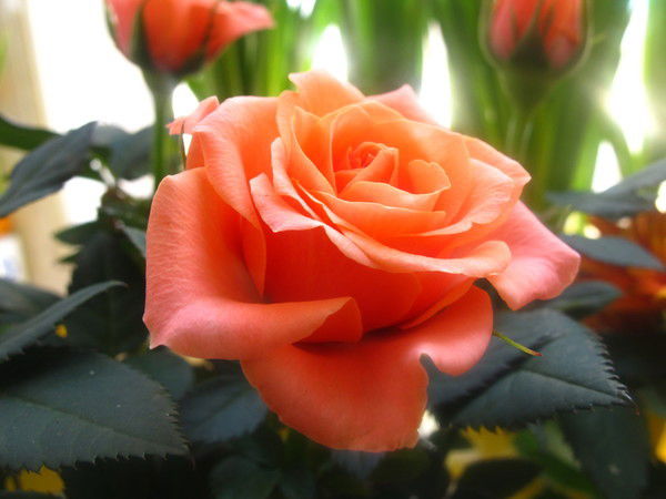 Ирина Тренихина