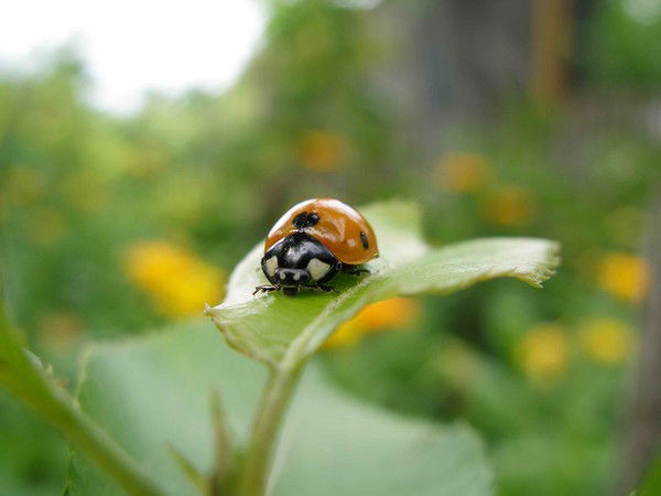 Наталья Горовая