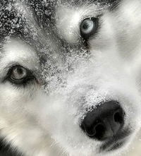 Константин Соколов