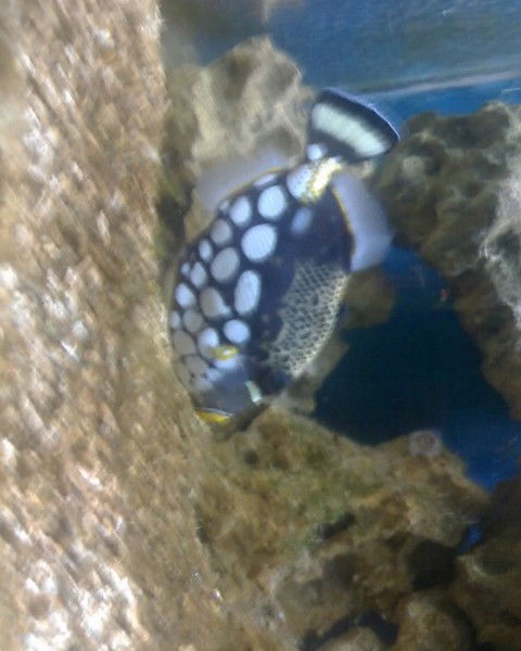 Ирина Мацан