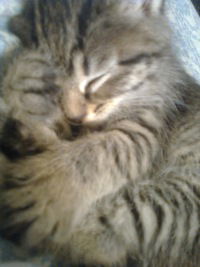 Богдан Шнарр