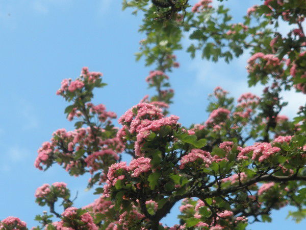 Татьяна Синькевич