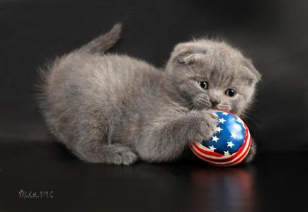 Едик Власов