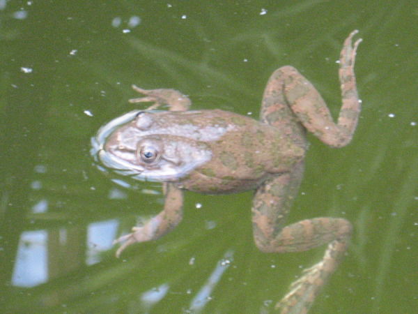 Миколай Миколаев