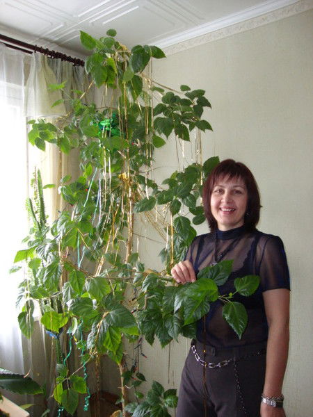 Наталья Ершова