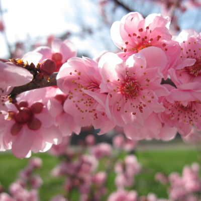 Валерія Зозуля