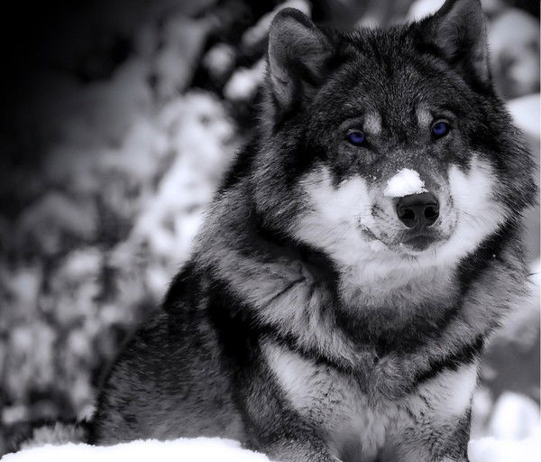 Дмитрий Черепанов