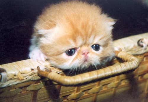 Оля Федорова