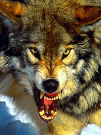 Владимир Жедунов