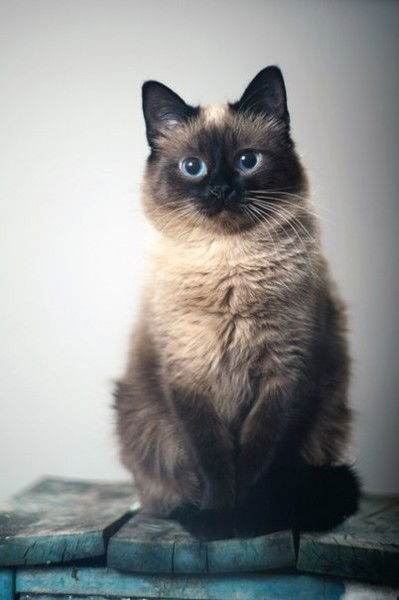 Олег Савчук