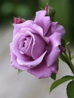 Илона Кутенкова