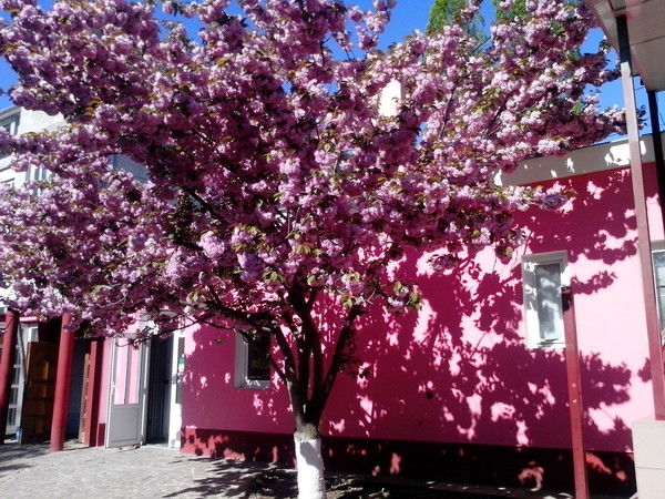 Светлана Парафейник