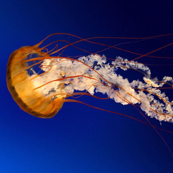 Константин Рудый