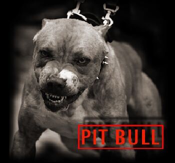 Pitbull 14/88