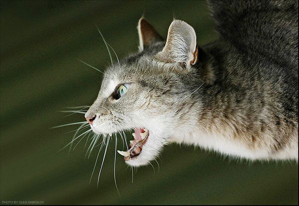 Сергей Иванович