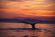 Паша Фёдоров