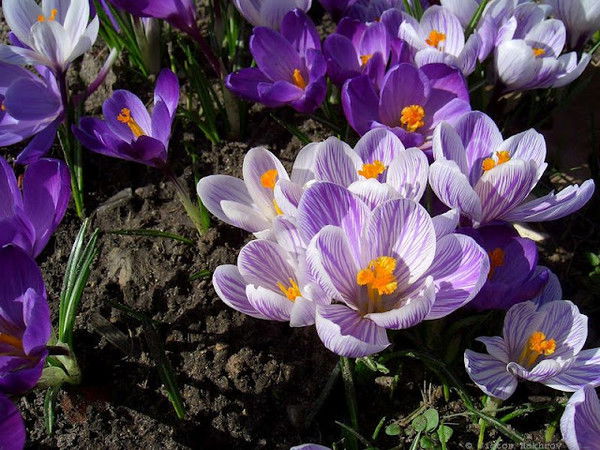 Аптека Колхозная