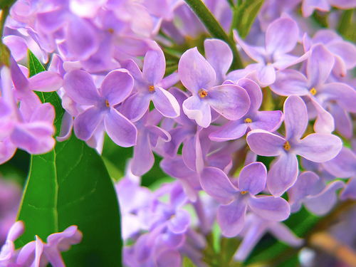 Елизавета Жалобина