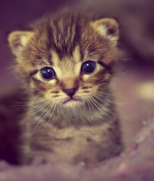 Олеся Измайлова