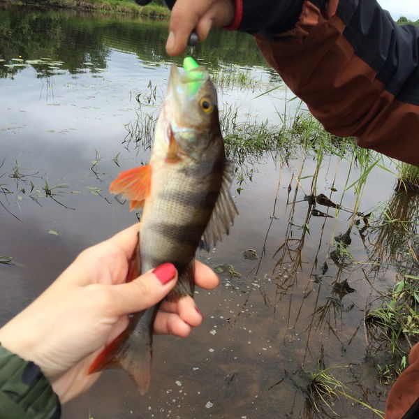 Алла Никитенко